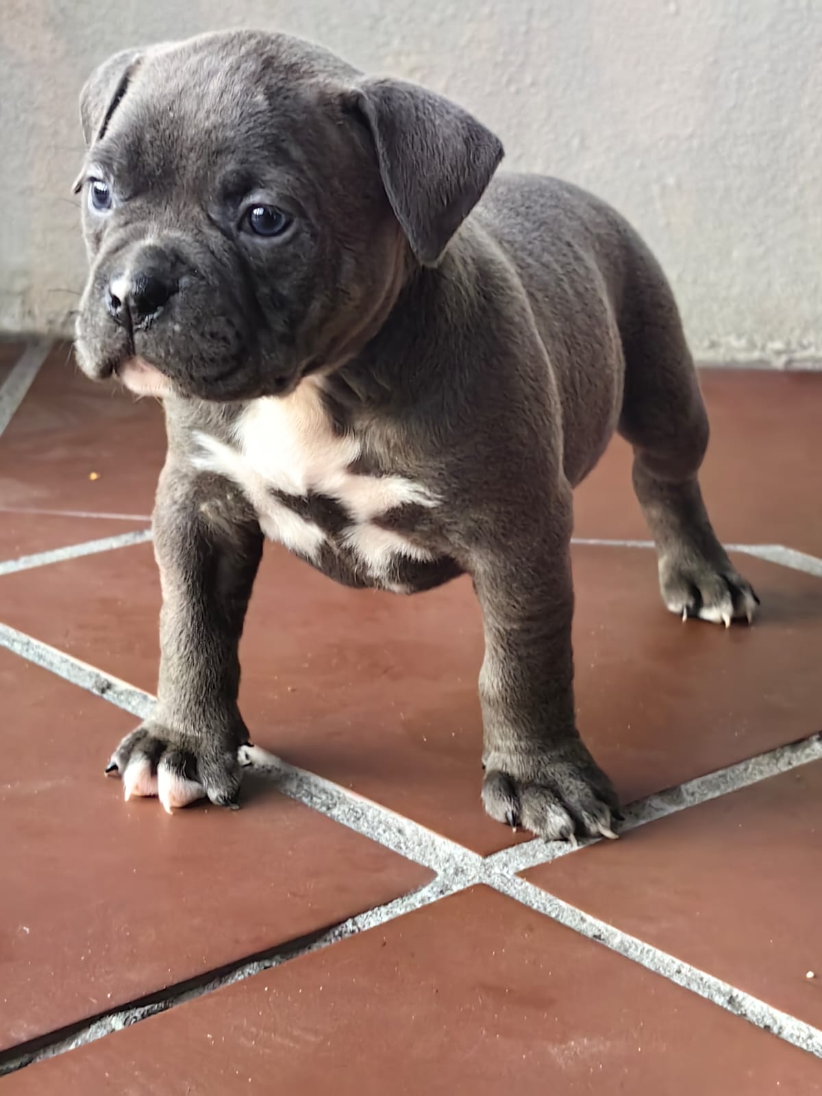 AMERICAN BULLY